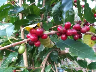 Café sombreado ganha incentivo e reforça tradição histórica em Santa Catarina