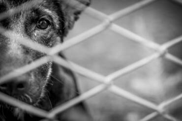 Caso de maus-tratos reacende debate sobre proteção animal e estrutura de atendimento em Lucas do Rio Verde