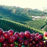 Chuvas favorecem safra 2026/27 e produção de café pode superar 60 milhões de sacas