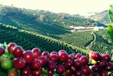 Chuvas favorecem safra 2026/27 e produção de café pode superar 60 milhões de sacas
