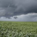 Clima adverso trava máquinas no campo e compromete calendário da segunda safra em Mato Grosso