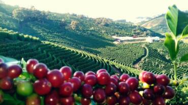 Clima favorável pressiona preços do café arábica e indicador registra queda em janeiro
