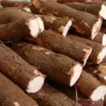 Clima seco e baixa rentabilidade limitam oferta e mantêm mandioca em alta