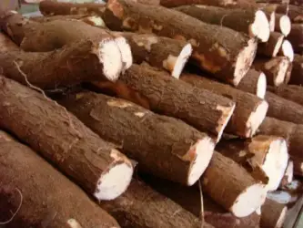 Clima seco e baixa rentabilidade limitam oferta e mantêm mandioca em alta