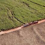 Colheita de soja atinge 14% e safras de feijão e cana-de-açúcar têm boa produtividade no Paraná
