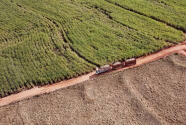 Colheita de soja atinge 14% e safras de feijão e cana-de-açúcar têm boa produtividade