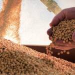 Comercialização da soja 24/25 é encerrada, enquanto vendas antecipadas das próximas safras avançam em ritmo moderado