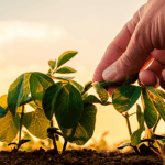 Como Mato Grosso ultrapassou as 50 milhões de toneladas de soja?