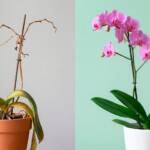 Como fazer uma orquídea florescer? Guia completo para estimular novas hastes e flores duradouras
