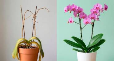 Como fazer uma orquídea florescer? Guia completo para estimular novas hastes e flores duradouras