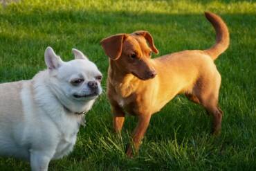 Conheça estratégias para desenvolver a cognição dos cães em casa e na rua