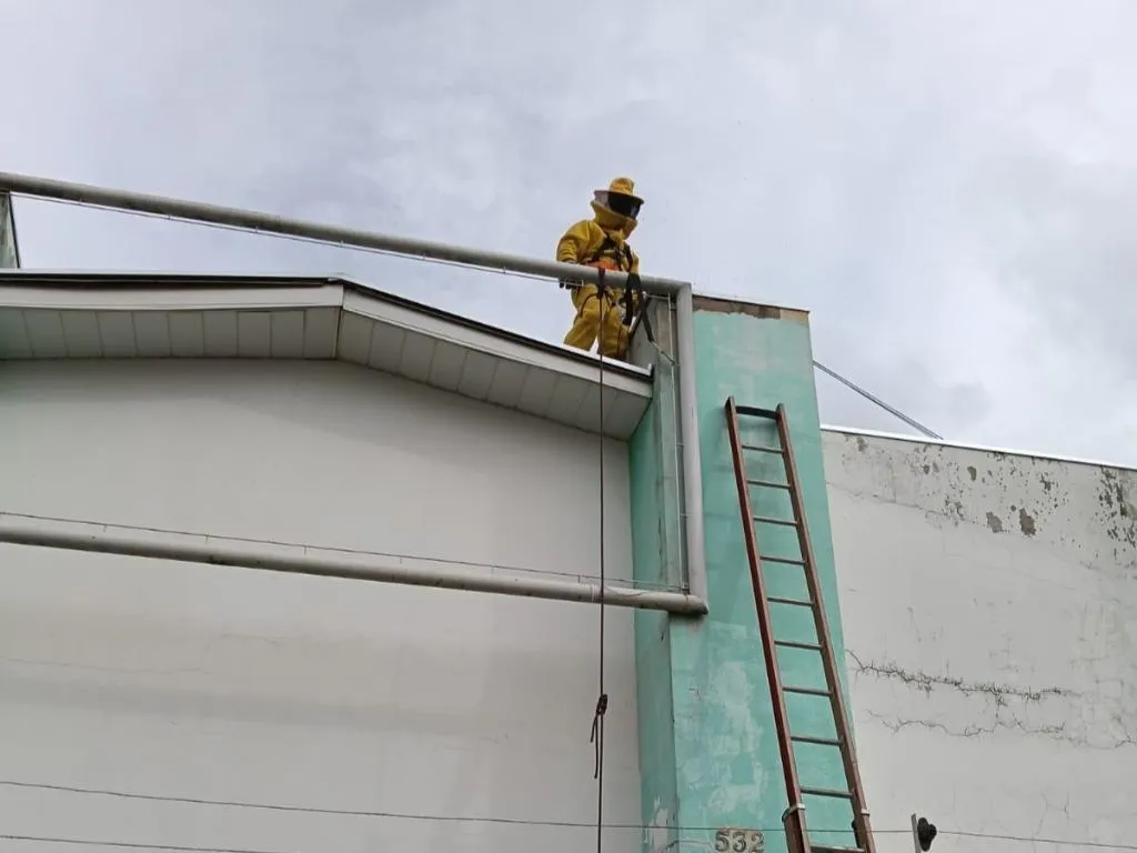 Enxame de abelhas mobiliza bombeiros em Campo Verde
