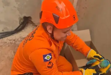 Resgate de animais silvestres mobiliza Bombeiros em MT