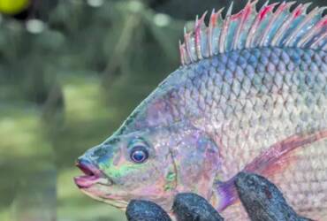 Cotações da tilápia se mantêm firmes no início de 2026 e ampliam poder de compra do produtor