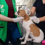Cuiabá atende 25 animais caninos da Ong Anjo de 4 Patas