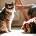 Cuidado gastrointestinal define a saúde de cães e gatos