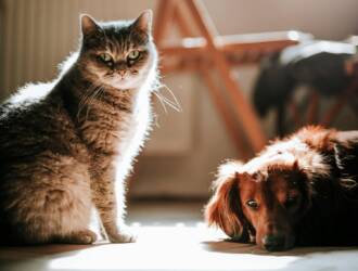 Cuidado gastrointestinal define a saúde de cães e gatos