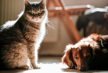 Cuidado gastrointestinal define a saude de caes e gatos Pexels 1 -CenárioMT