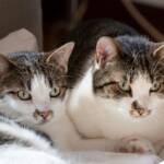 Homem pode pegar até 5 anos de prisão por morte de gatos em Rondonópolis