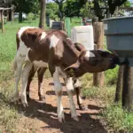 Dispositivo simples reduz tração cruzada de bezerros e melhora bem-estar animal