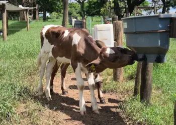 Dispositivo simples reduz tração cruzada de bezerros e melhora bem-estar animal