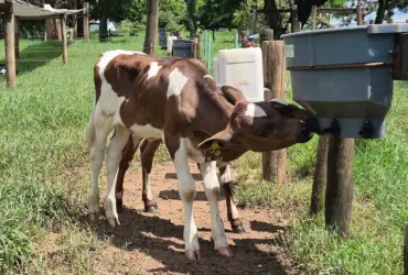 Dispositivo simples reduz tração cruzada de bezerros e melhora bem-estar animal