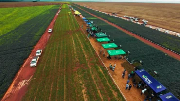 Do manejo à comercialização, com olhar para economia