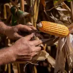 Egito vira 2º destino das exportações de Mato Grosso