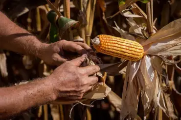 Egito vira 2º destino das exportações de Mato Grosso