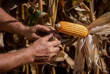 Egito vira 2º destino das exportações de Mato Grosso