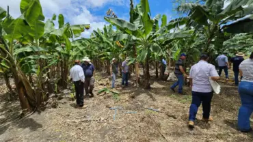 Encontro técnico em Sorriso debate manejo nutricional e expansão da bananicultura