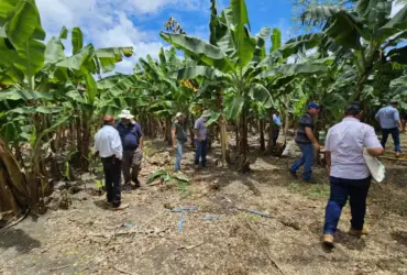 Encontro tecnico em Sorriso debate manejo nutricional e expansao da bananicultura 1 -CenárioMT