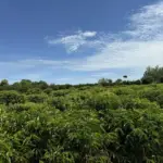 Expedição Rota do Café leva tecnologia ao campo