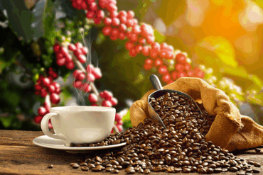 Exportações de café caem 30,8% em janeiro e preços recuam no mercado interno
