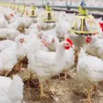 Frango vivo em queda reduz poder de compra do avicultor paulista em fevereiro