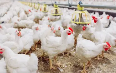 Frango vivo em queda reduz poder de compra do avicultor paulista em fevereiro