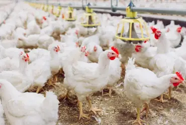 Frango vivo em queda reduz poder de compra do avicultor paulista em fevereiro