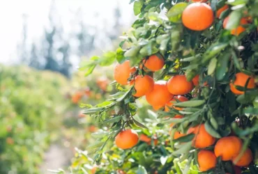 Frio extremo na Flórida preocupa setor citrícola e pode afetar produção