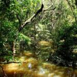 Fungo amazônico pode controlar doenças agrícolas e gerar novos antibióticos