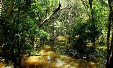 Fungo amazônico pode controlar doenças agrícolas e gerar novos antibióticos