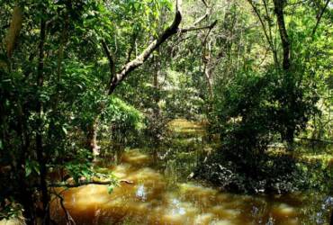 Fungo amazônico pode controlar doenças agrícolas e gerar novos antibióticos