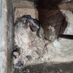 Gato é resgatado após ficar preso por 48 horas em galeria pluvial de empresa em Lucas do Rio Verde