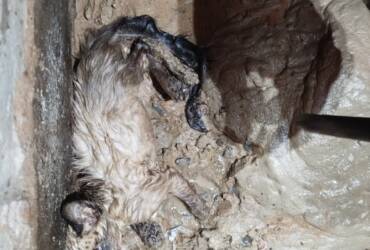 Bombeiros resgatam gato preso em galeria em Lucas do Rio Verde