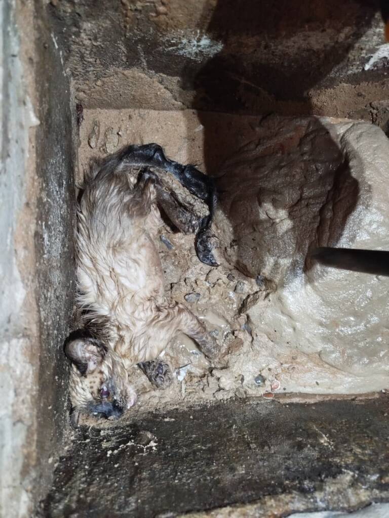 Bombeiros resgatam gato preso em galeria em Lucas do Rio Verde