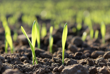 Governo atualiza regras de fiscalização de fertilizantes e cria nova classificação de infrações