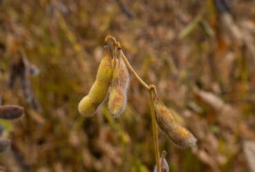 Imea e Senar MT divulgam custos de produção de algodão, soja e milho em Mato Grosso