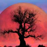 Eclipse lunar sangrento em 3 de março de 2026: o que cada signo do zodíaco deve completar