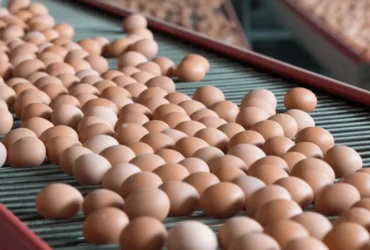 Mercado de ovos registra alta de preços e aponta recuperação do setor