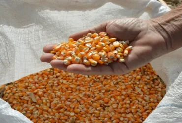 Milho inicia 2026 pressionado por estoques elevados e baixa liquidez