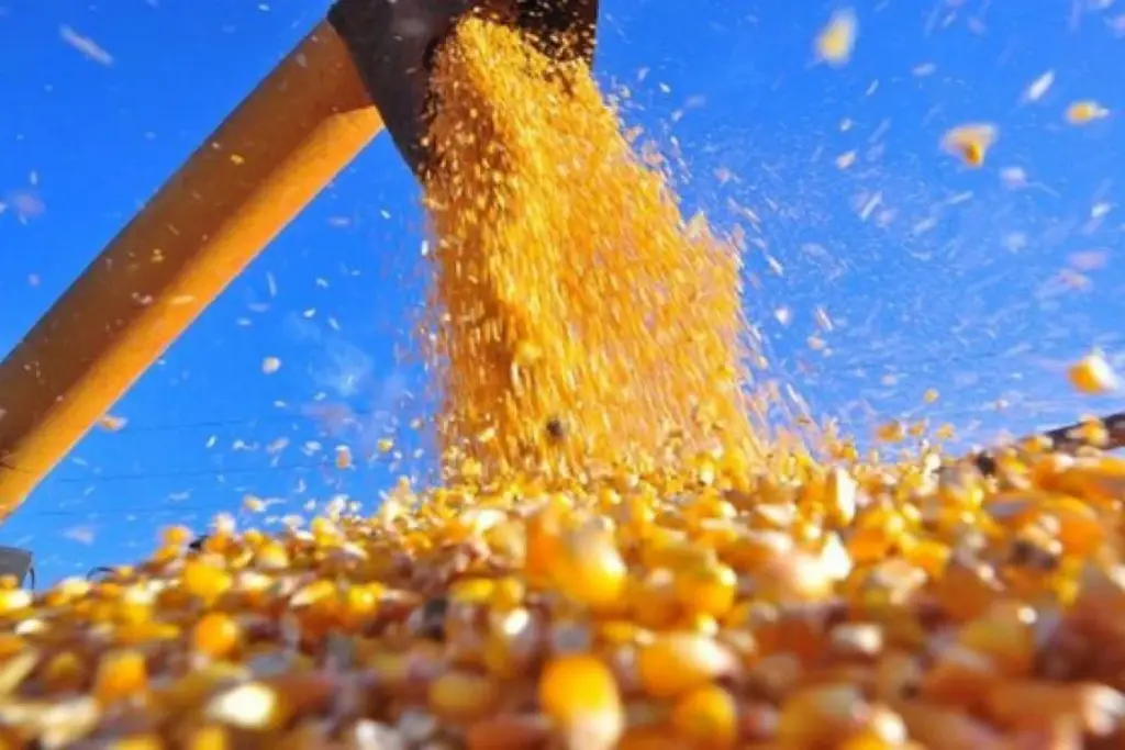 Moega de milho abastecendo caminhão
